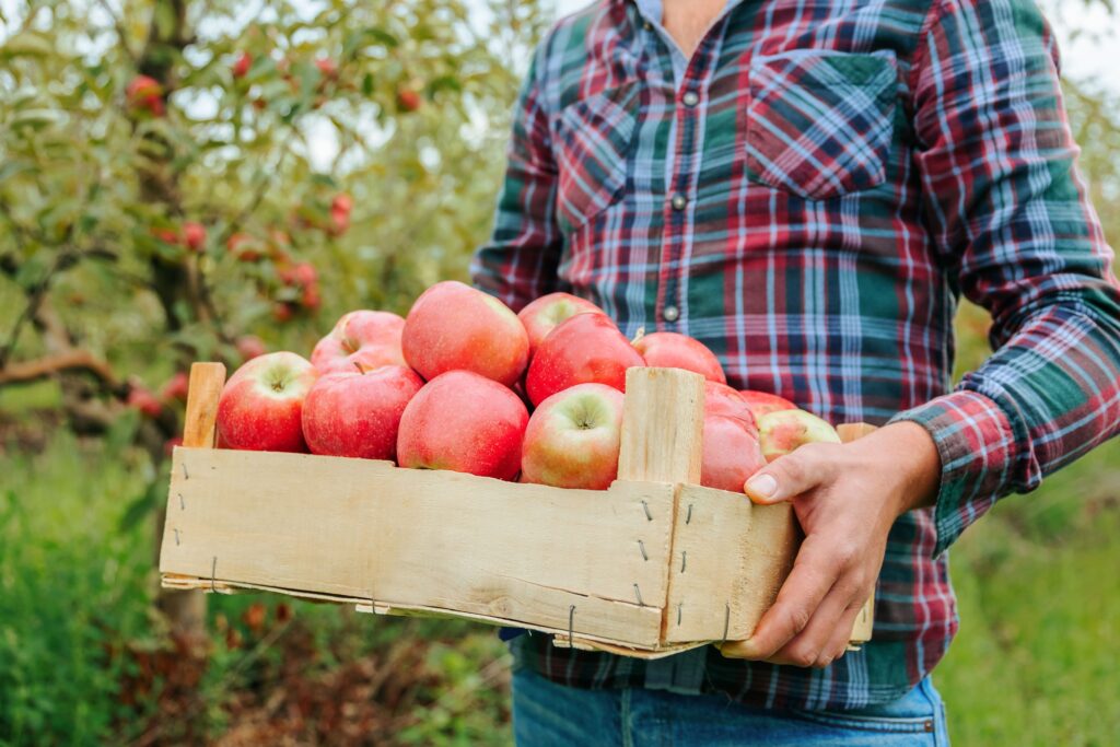 Persona sujetando una caja de madera con manzanas dentro